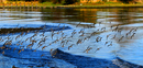 Sandpiper flock